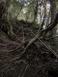 Fixed lines deep on the trail