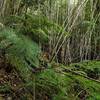 Ferns and bamboo in this temperate rain forest