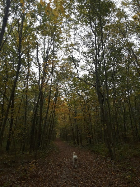 Walking along the North Fire Road in early autumn