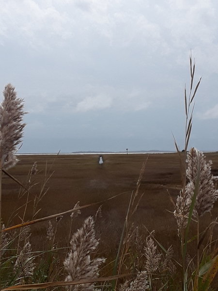 The marsh tidal zone looking over Fisher's Island Sound to the southwest