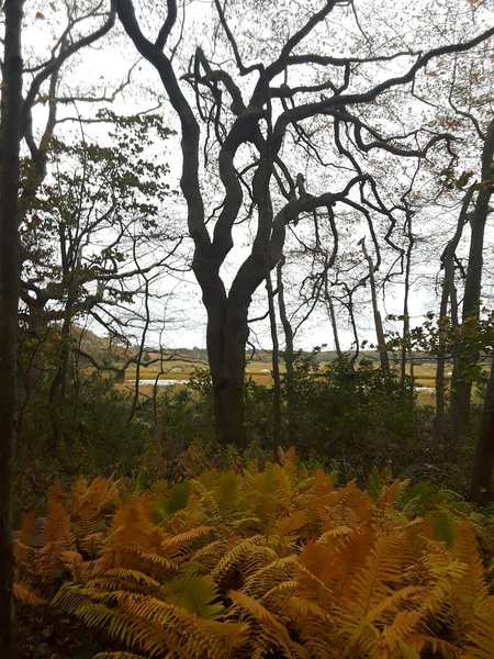 Looking southeast over the marsh from the woods.