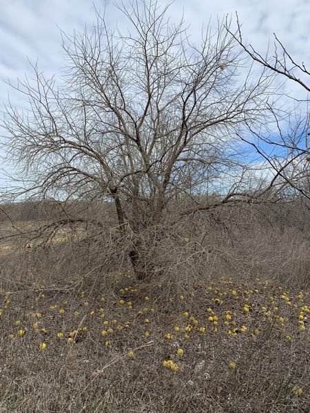 Osage Orange