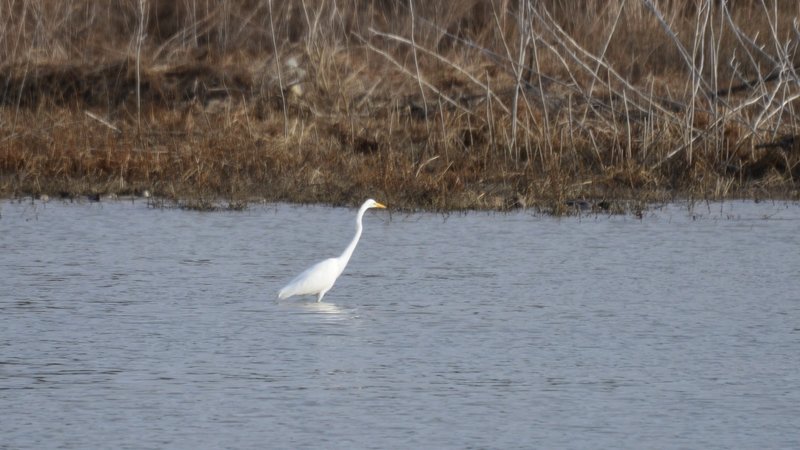 An Egret hunting