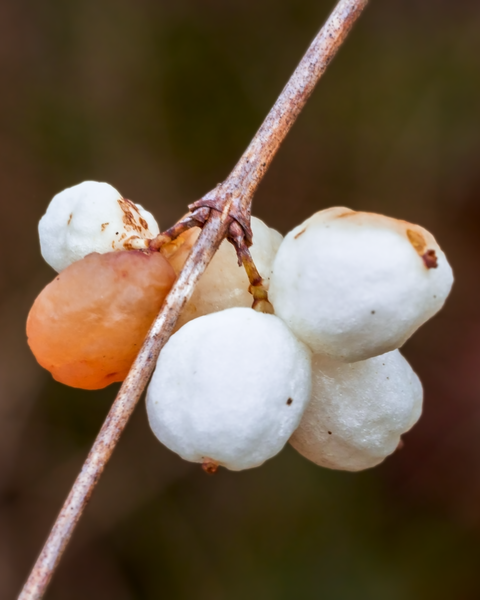 An interesting pattern for these berries - they tend to have one turn orange