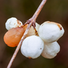 An interesting pattern for these berries - they tend to have one turn orange