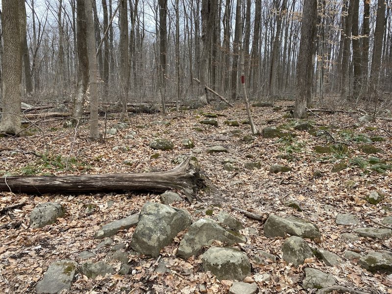 Typical part of western Old Mill Trail featuring rocky woodlands.