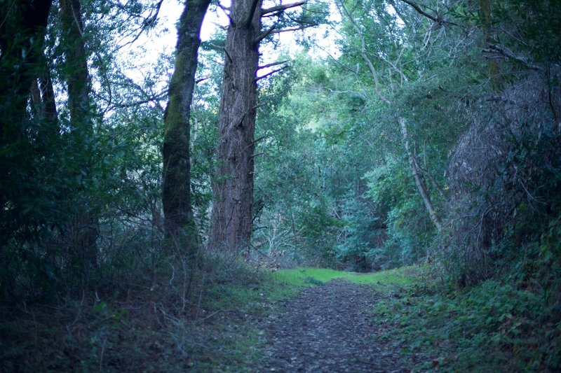 The trail climbs and descends through the forest where the trees are covered moss and ferns can be seen all around.