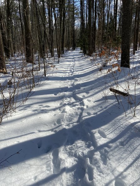 One of the trails in Scoutland, 1/5/20