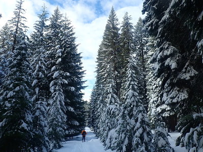 Going west on the McLoughlin Nordic Trail