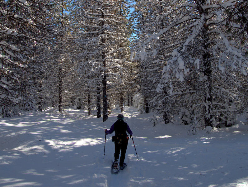 On the McLoughlin Nordic Trail just north of Summit Shelter