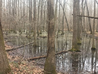 Swampy area along Trail 6