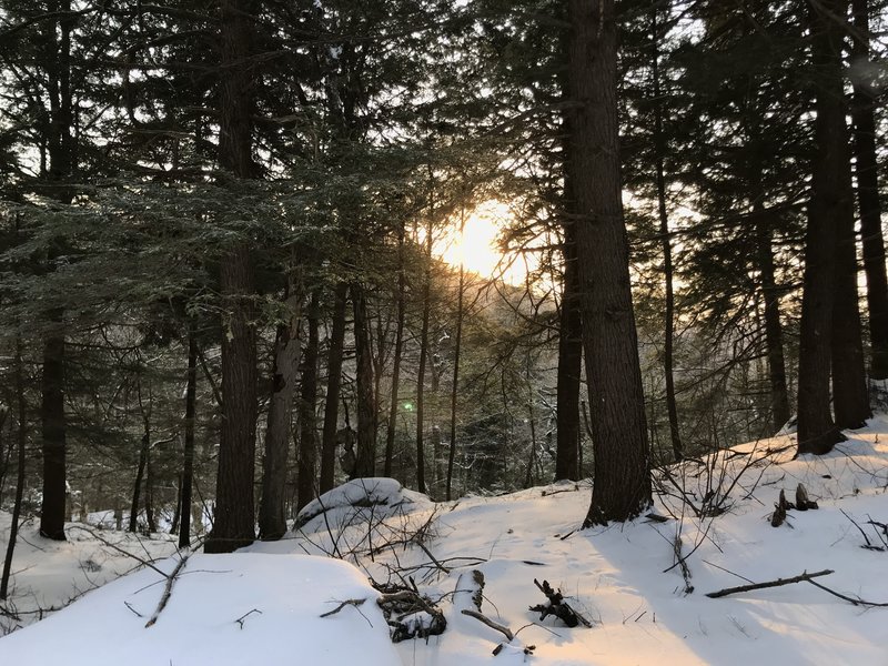 Sunrise through the Hemlocks.