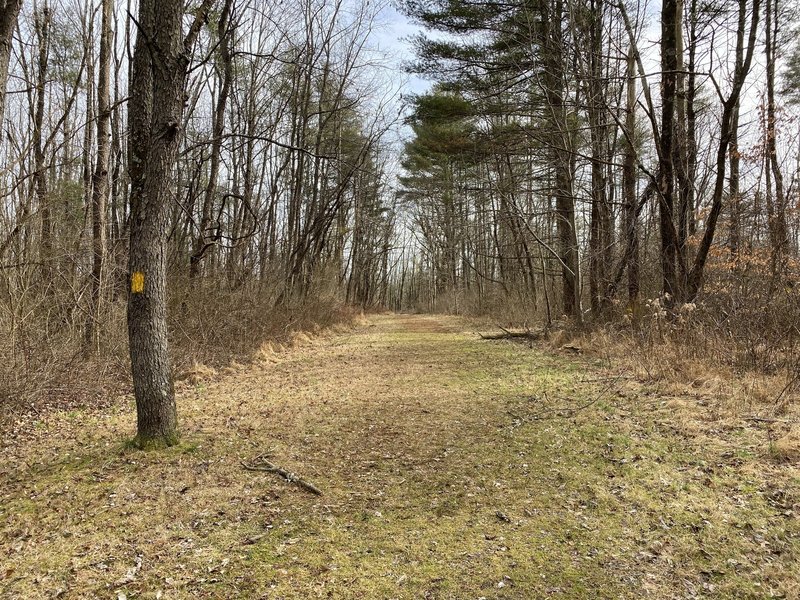 Beginning of Sterner Mill Trail