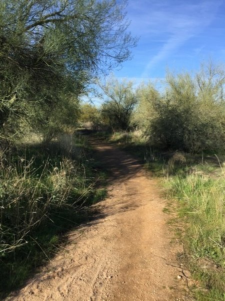 Mesquite and Palo Verde