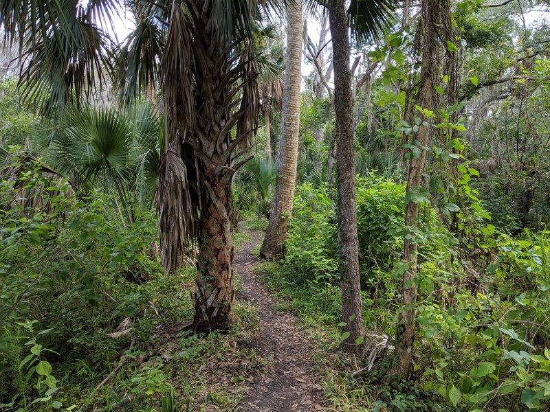 Hiking on the Black Bear Wilderness Trail