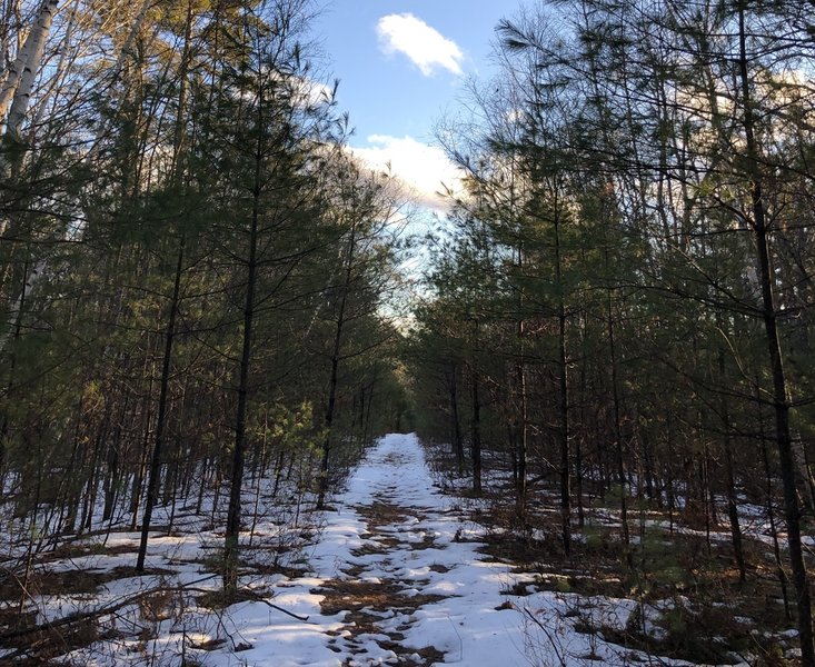 Red Trail mostly follows an area of new growth trees