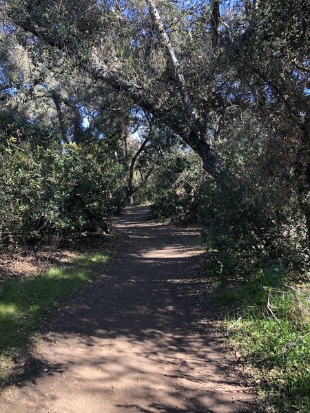 Walking in the tree tunnel