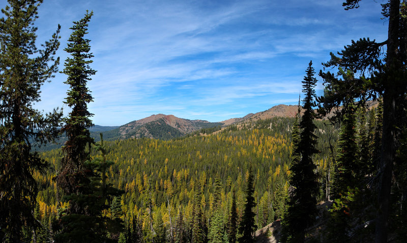 Tamaracks in their glory. Location on map is approximate.