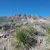 View of  Franklin Mountains from the trail