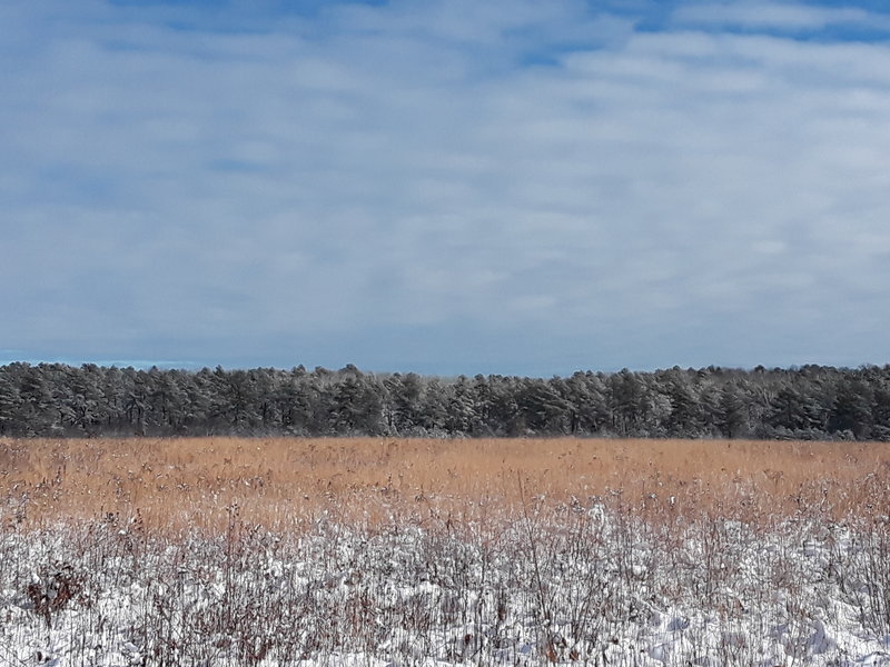 The colors subdued by snow.