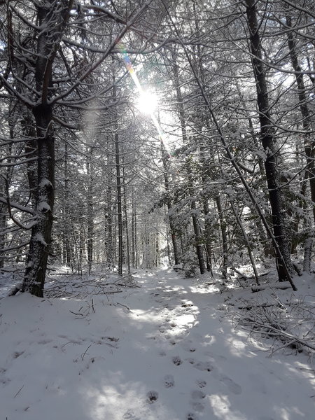 Walking south through the pine wood.