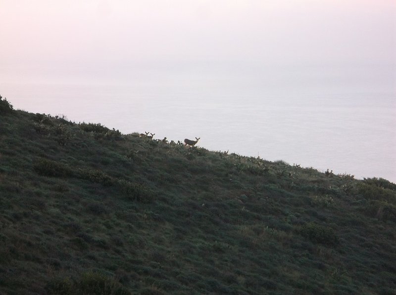 Deer seen from the Southern Loop of the trail. AM 2020-01-15