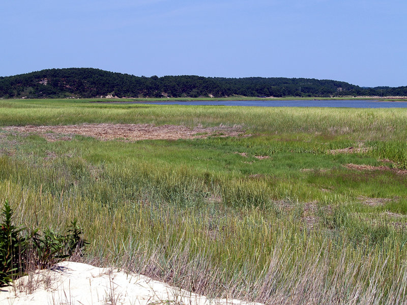 On the walk from Great Island (Wellfleet, MA)