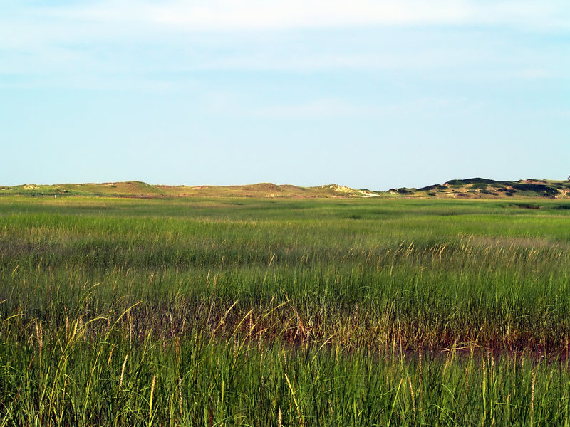 On the walk to Great Island (Wellfleet, MA)