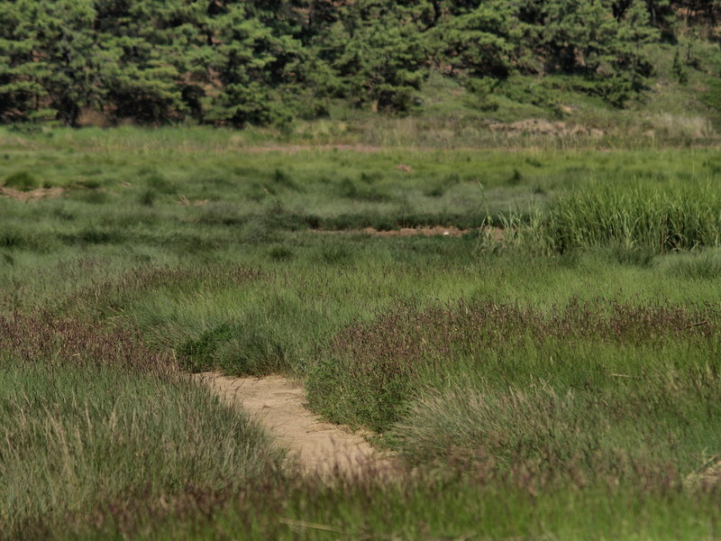 Grasses In The Gut (Wellfleet, MA)