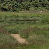 Grasses In The Gut (Wellfleet, MA)