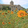 Sunflowers outside St Paul de Mausole