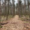 A beautiful hike through the forest