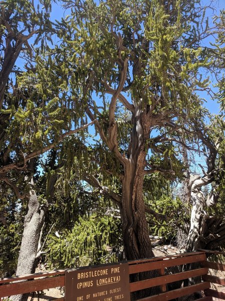 A young healthy Bristlecone Pine. A rare sight!