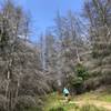 Climbing through the dead wilding pines