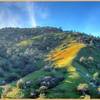 The poppies are about to take over this hill. Somewhere in CA, east of Bakersfield.