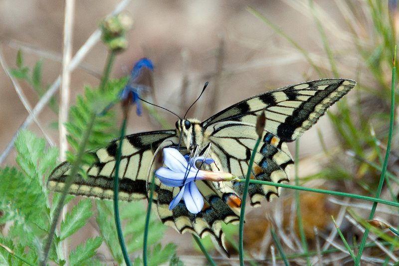 Swallowtail Papilio machaon