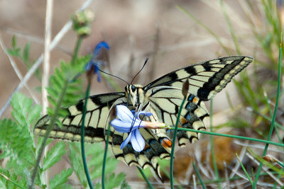 Swallowtail Papilio machaon