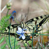 Swallowtail Papilio machaon