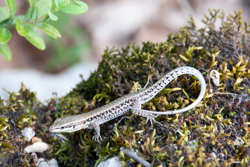 Common wall lizard Podarcis muralis