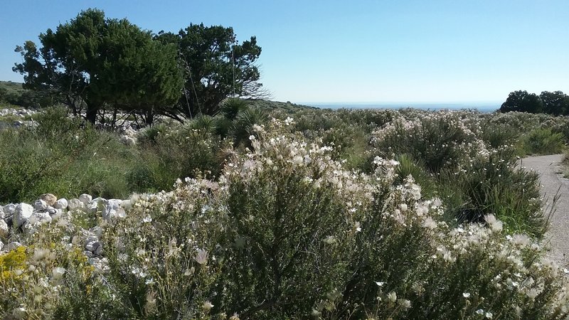 Apache plumes in bloom,