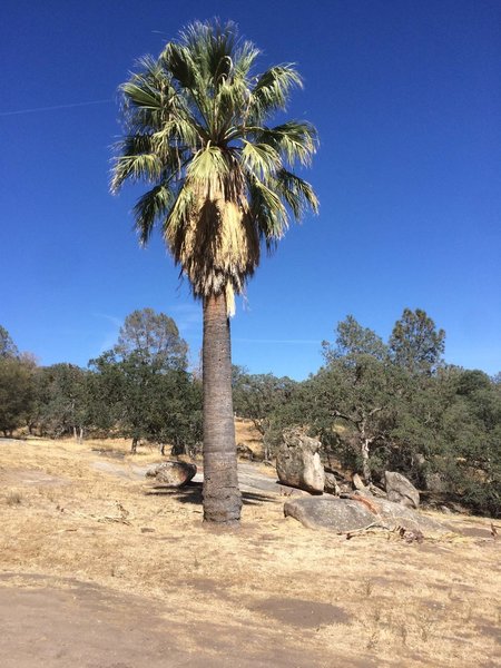 Palm tree reputed to be 100 years old and planted as a waymark for the Stagecoach Trail.