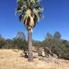 Palm tree reputed to be 100 years old and planted as a waymark for the Stagecoach Trail.