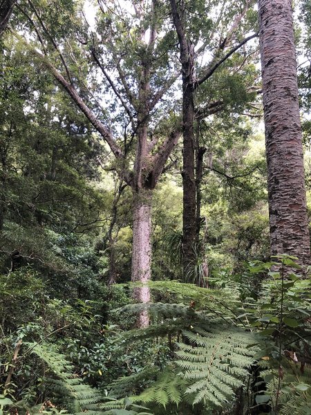 Ross Track, stopped for a breather to take in the bush and kauri trees.