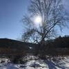 Sunlight through Sycamore branches.