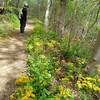 Wildflowers along the trail.