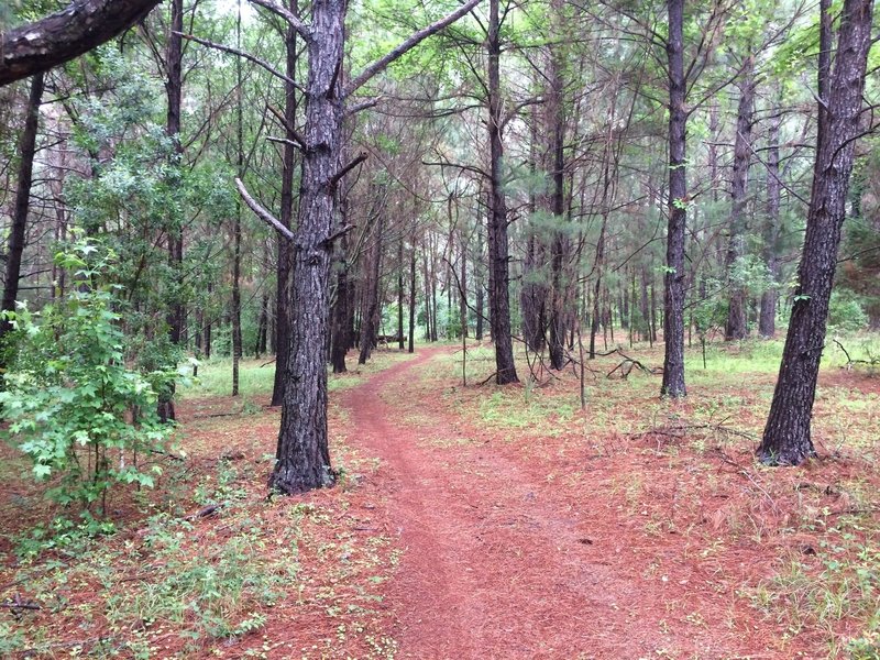 Pine needle covered trail in the first mile of Tung Nut