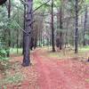 Pine needle covered trail in the first mile of Tung Nut