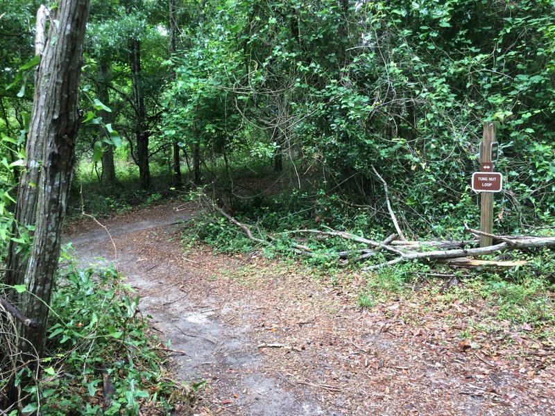 The start of the Big Root bypass. Make a left and a quick right from Meadow View for an easy route to the Powerline West.