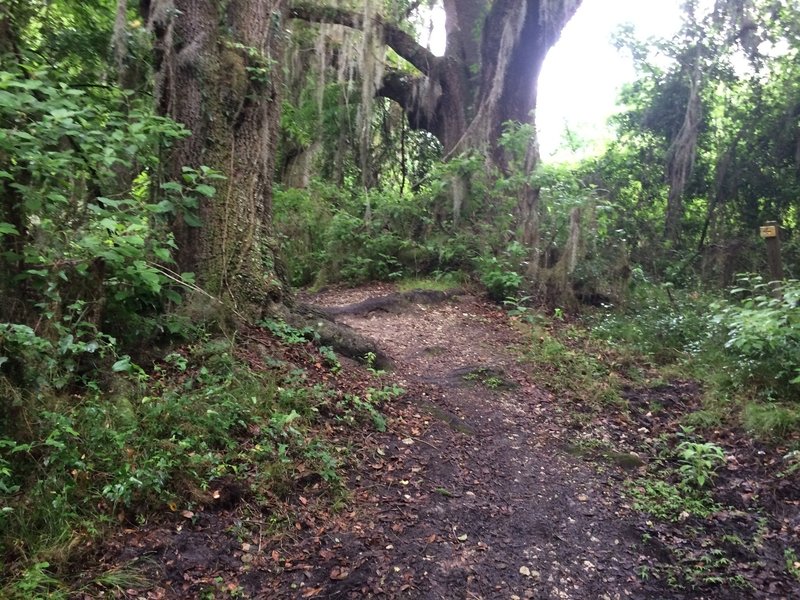 A big root in the trail.