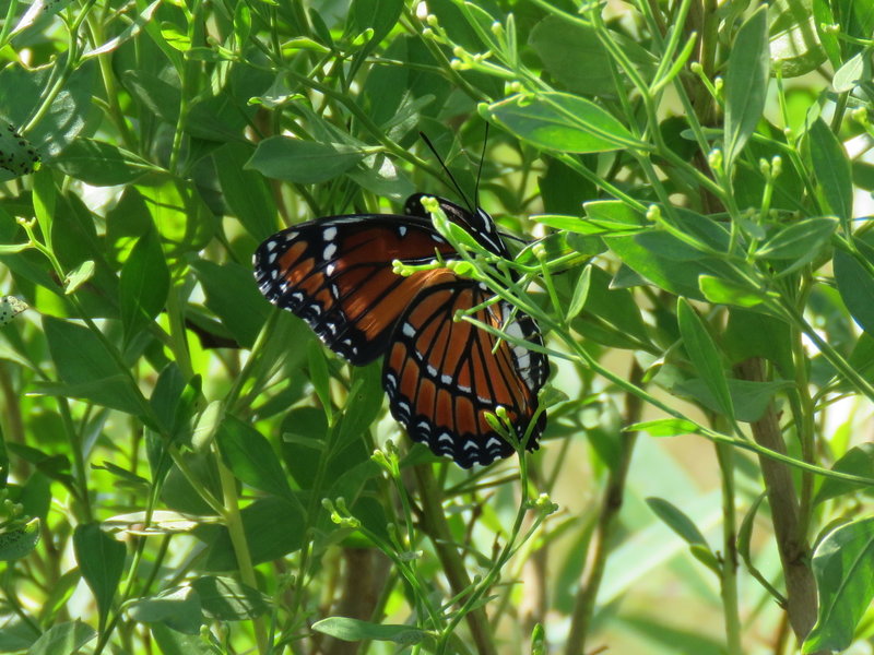 Limenitis archippus